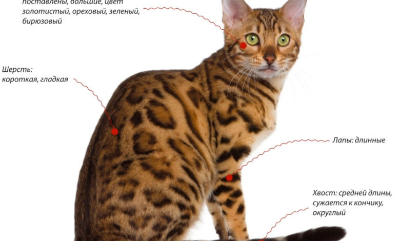 Photo of Дрессировка бенгальской кошки: основные моменты