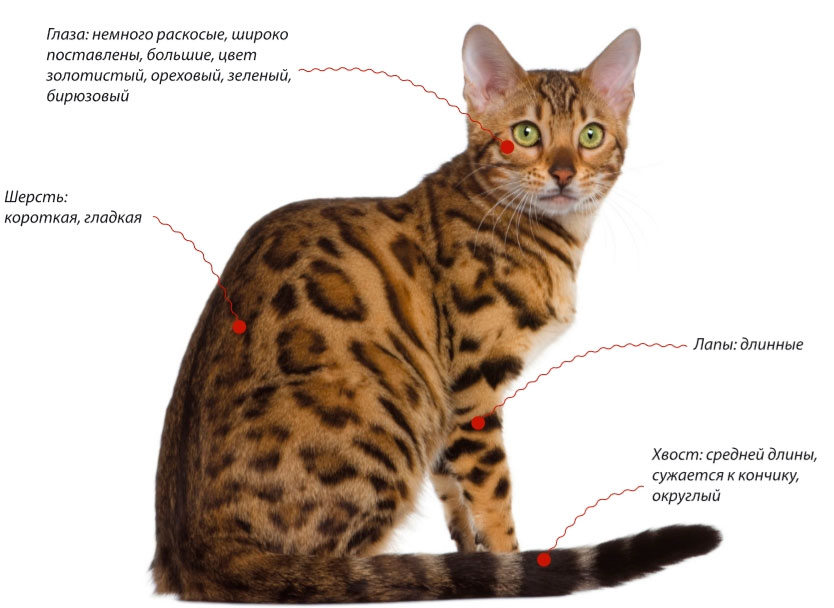 Фото 9 — Дрессировка бенгальской кошки: основные моменты