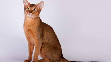 Photo of Чем кормить абиссинскую кошку для красивой шерсти?