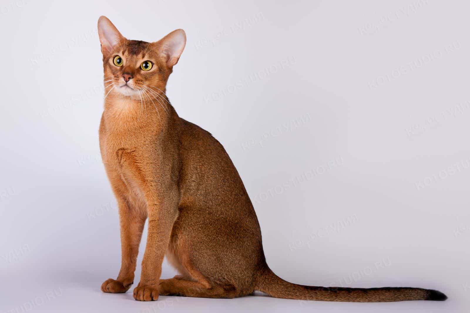 Фото 109 — Чем кормить абиссинскую кошку для красивой шерсти?