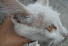 Photo of Эффективное лечение лишая у кота