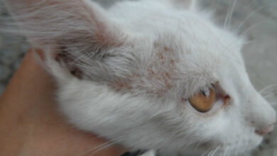Photo of Эффективное лечение лишая у кота