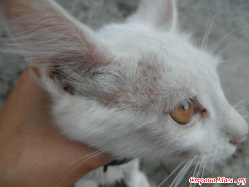 Фото 2 — Эффективное лечение лишая у кота