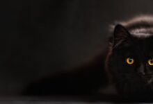 Photo of Персидская кошка: грациозные и изысканные