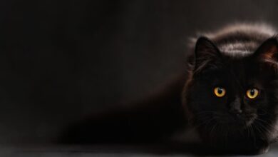 Photo of Персидская кошка: грациозные и изысканные