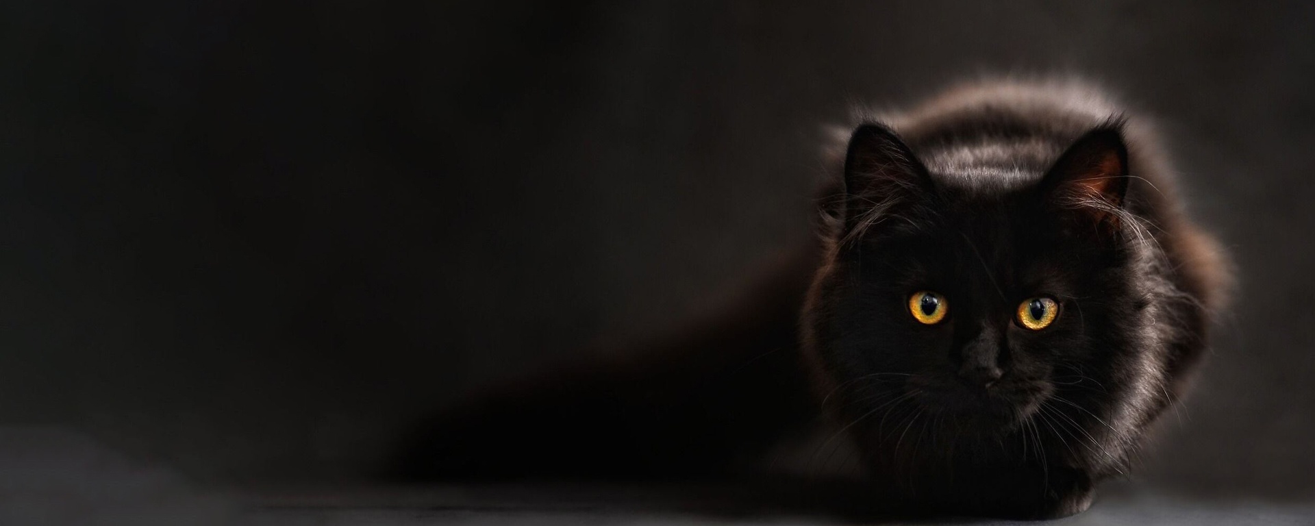 Фото 121 — Персидская кошка: грациозные и изысканные