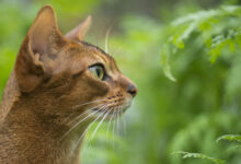Photo of Как ухаживать за абиссинской кошкой: секреты здоровья