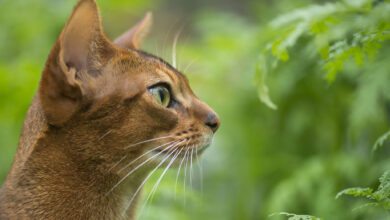 Photo of Как ухаживать за абиссинской кошкой: секреты здоровья