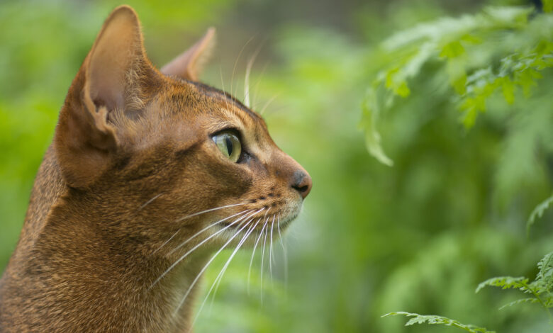 Photo of Как ухаживать за абиссинской кошкой: секреты здоровья
