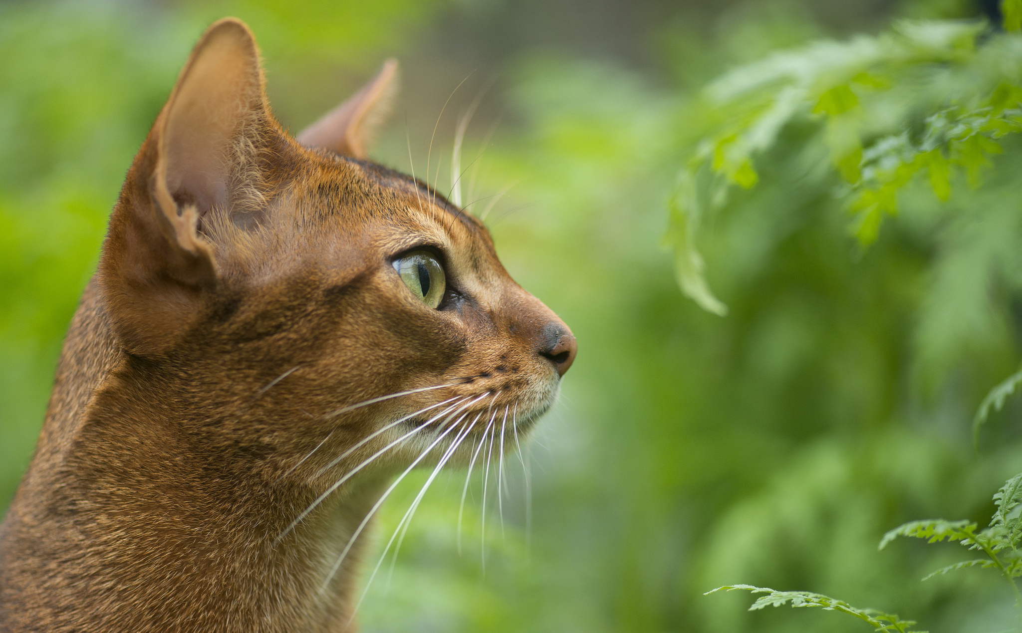 Фото 20 — Как ухаживать за абиссинской кошкой: секреты здоровья