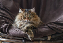 Photo of Курильский бобтейл: короткохвостые кошки острова Курил