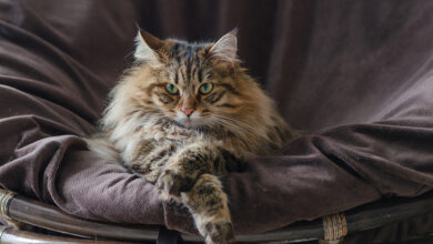 Photo of Курильский бобтейл: короткохвостые кошки острова Курил