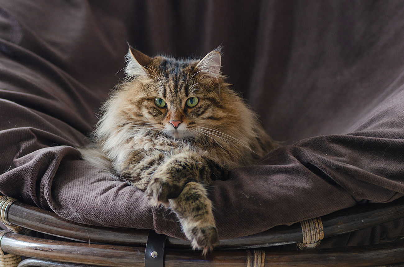 Фото 44 — Курильский бобтейл: короткохвостые кошки острова Курил