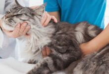 Photo of Повышенная температура у кошек: симптомы и лечение