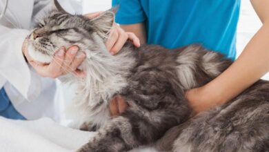 Photo of Повышенная температура у кошек: симптомы и лечение