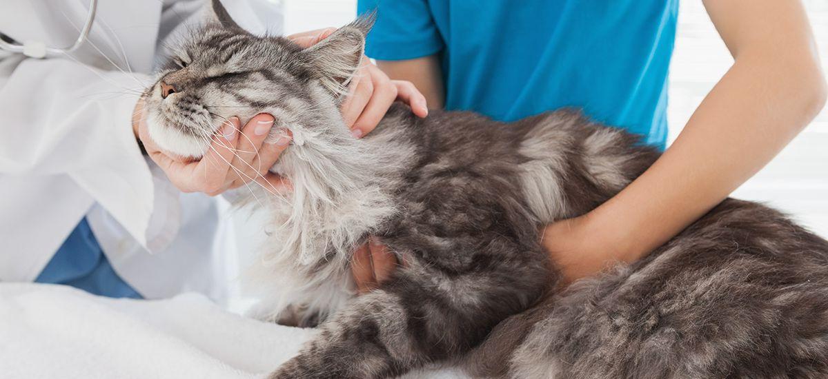 Фото 131 — Повышенная температура у кошек: симптомы и лечение