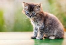 Photo of Содержание британской кошки в доме