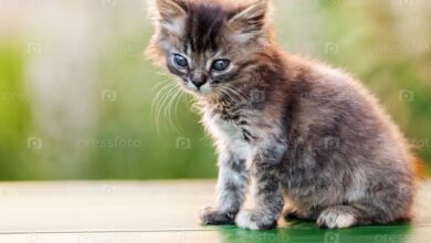 Photo of Содержание британской кошки в доме