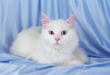 Photo of Турецкая ангора: игривые и веселые