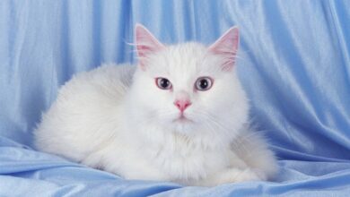 Photo of Турецкая ангора: игривые и веселые