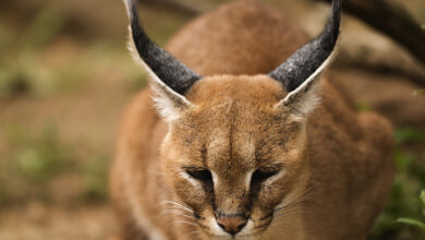 Photo of Каракал: кошки с огромными ушами и диким видом