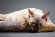 Photo of Сиамская кошка: голосистые компаньоны