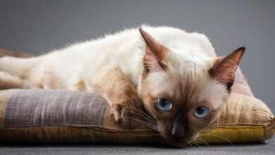 Photo of Сиамская кошка: голосистые компаньоны
