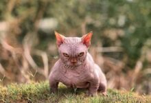 Photo of Пиксибоб: кошки с курчавой шерстью и удивительным характером