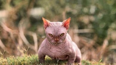 Photo of Пиксибоб: кошки с курчавой шерстью и удивительным характером