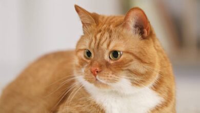 Photo of Опасность пищевых отравлений у котов: как помочь животному