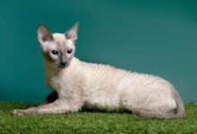 Photo of Корниш-рекс: кудрявые и любознательные