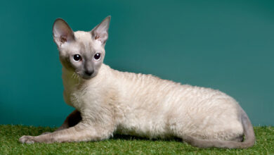 Photo of Корниш-рекс: кудрявые и любознательные