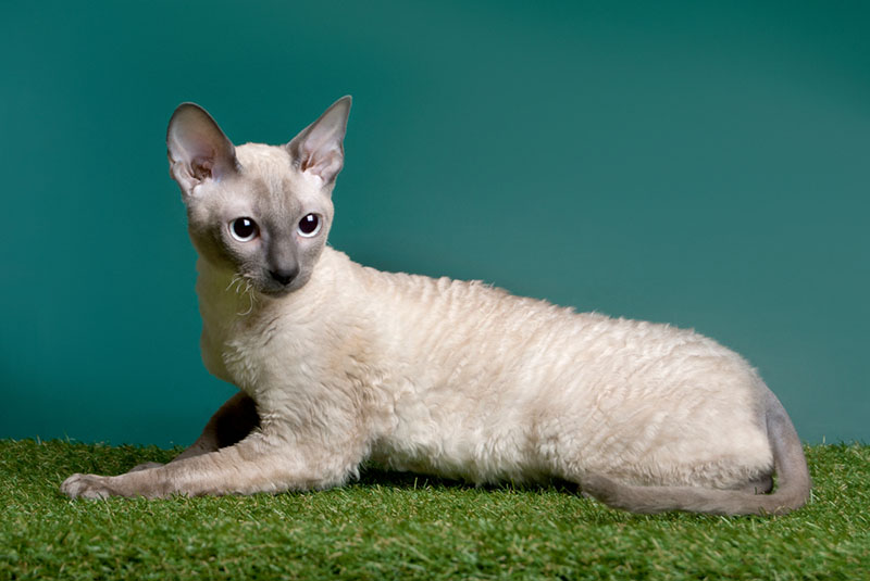 Фото 62 — Корниш-рекс: кудрявые и любознательные