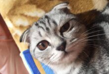 Photo of Что делать, если британская кошка не ест?