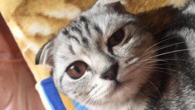Photo of Что делать, если британская кошка не ест?