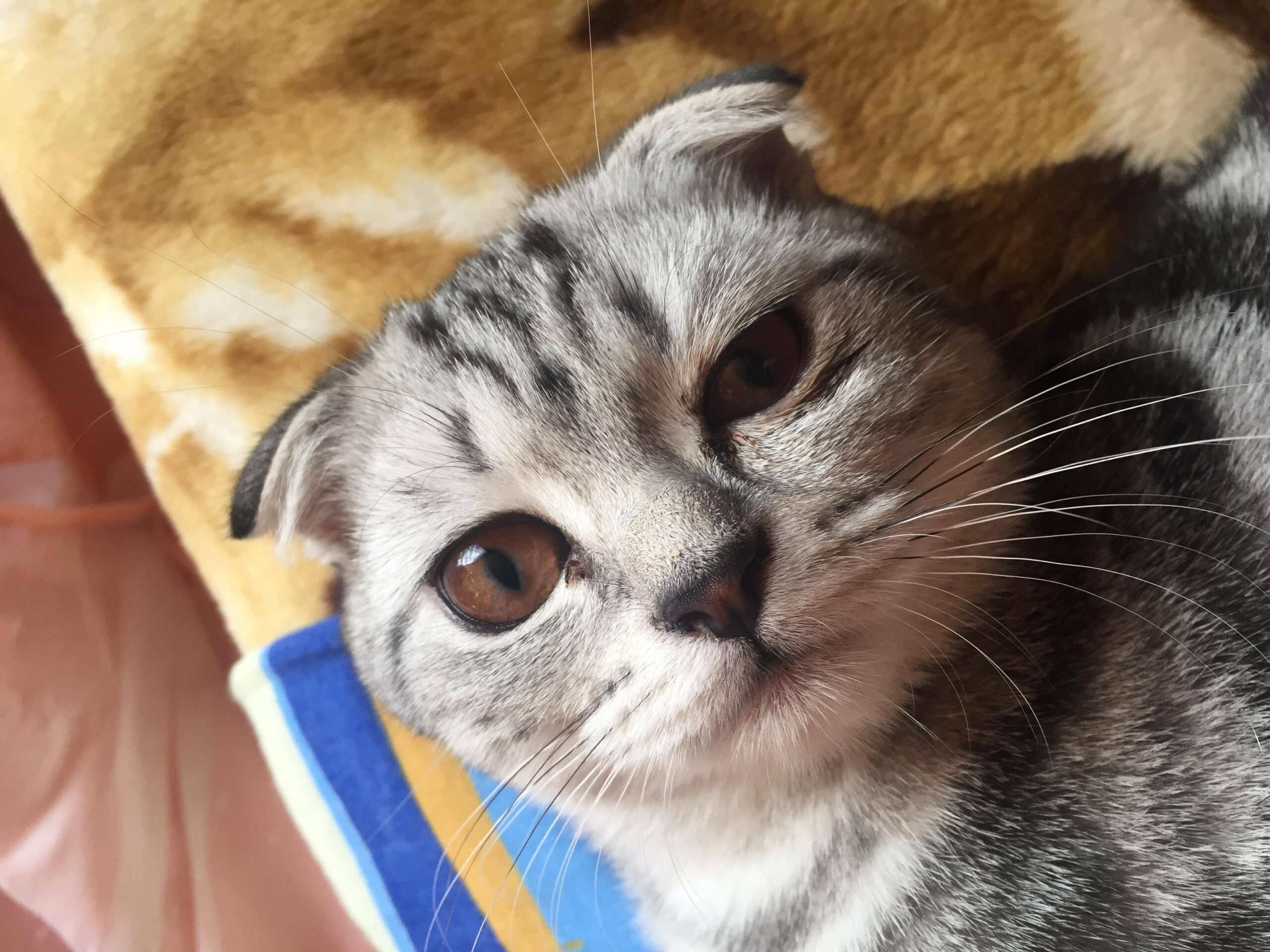 Фото 49 — Что делать, если британская кошка не ест?