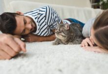 Photo of Питомец и забота: кошка в доме