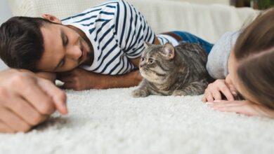 Photo of Питомец и забота: кошка в доме