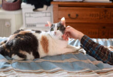 Photo of Что делать, если британская кошка не ест?