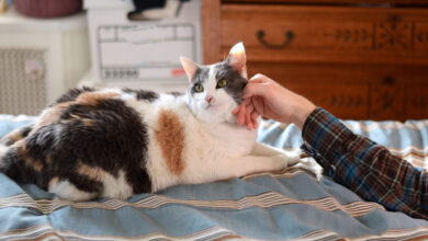 Photo of Что делать, если британская кошка не ест?