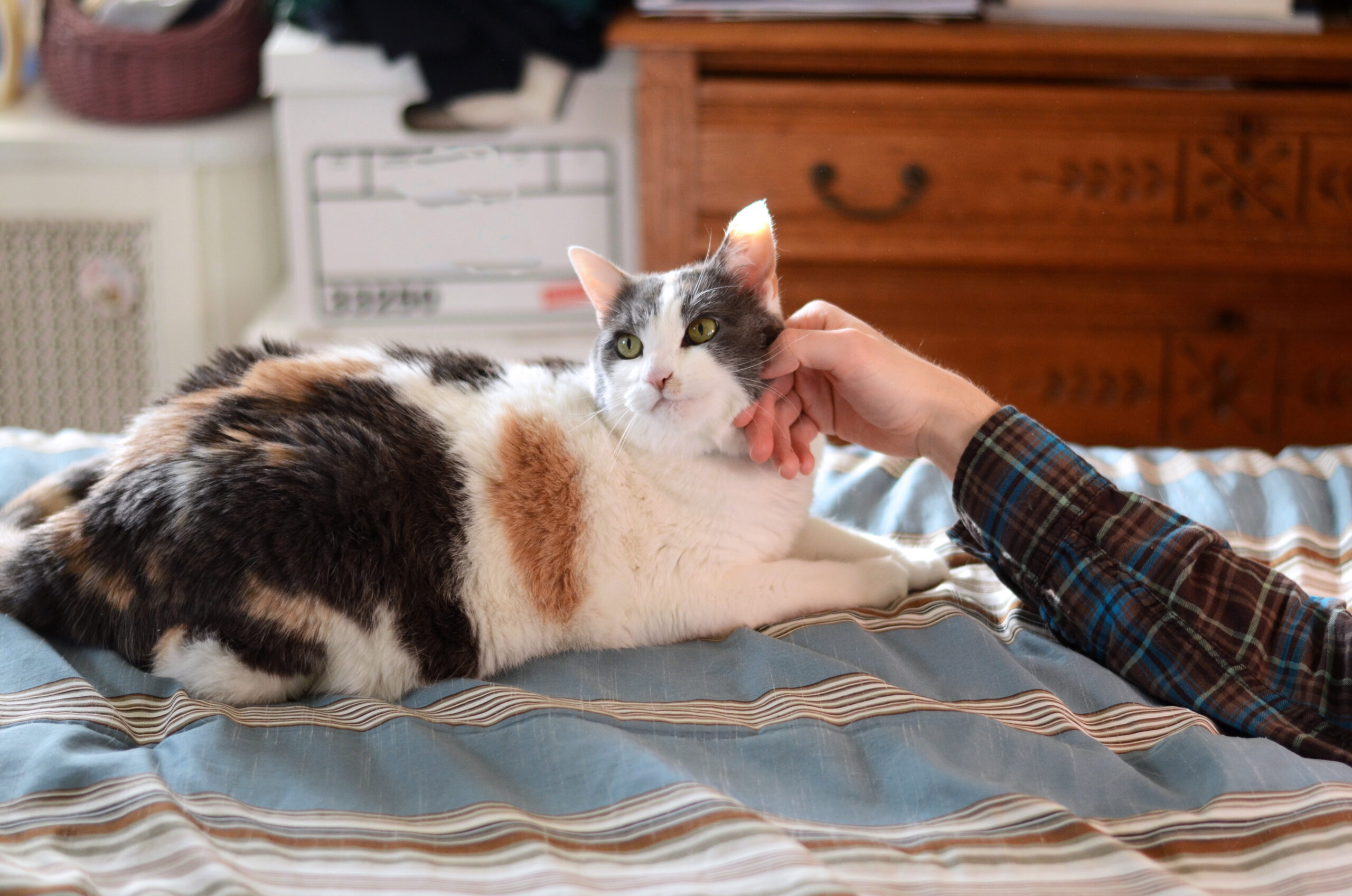 Фото 91 — Что делать, если британская кошка не ест?