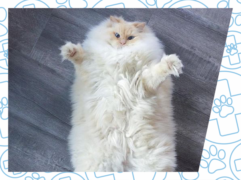 Фото 21 — Как распознать и вылечить диарею у кошки