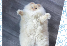 Photo of Как распознать и вылечить диарею у кошки