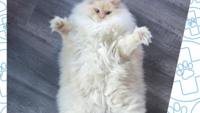 Photo of Как распознать и вылечить диарею у кошки