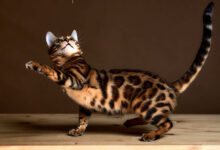 Photo of Чем кормить бенгальскую кошку для красоты?