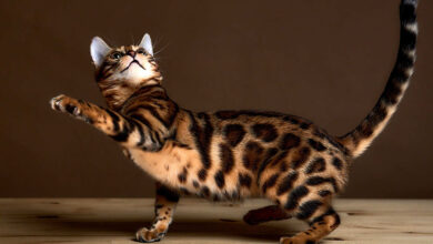 Photo of Чем кормить бенгальскую кошку для красоты?