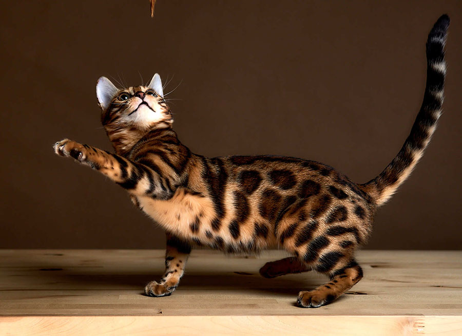 Фото 46 — Чем кормить бенгальскую кошку для красоты?
