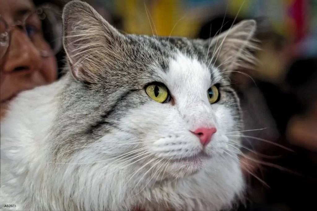 Фото 32 — Проблема стресса у норвежских лесных кошек: как помочь питомцу?