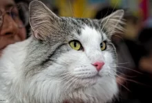 Photo of Проблема стресса у норвежских лесных кошек: как помочь питомцу?