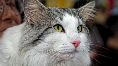 Photo of Проблема стресса у норвежских лесных кошек: как помочь питомцу?